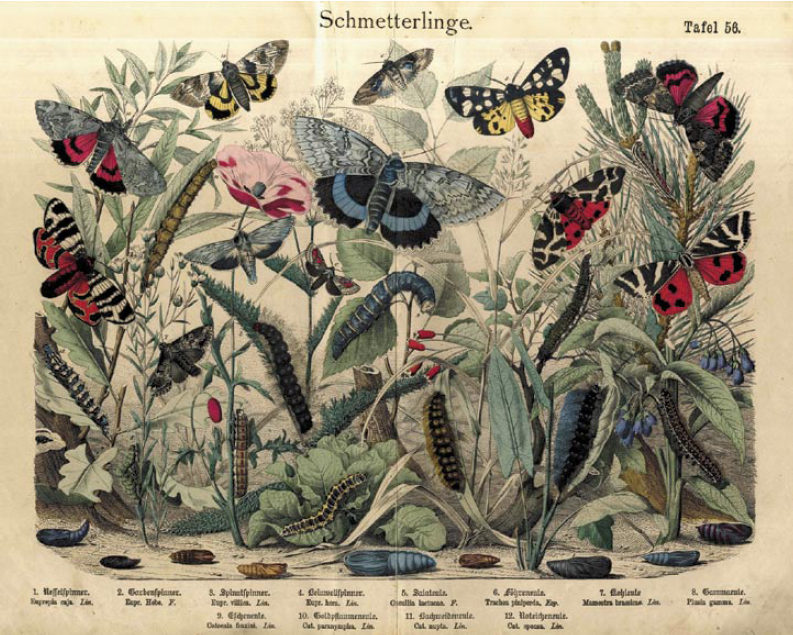 Ilustrace motýlů z publikace Naturgeschichte des Tierreichs