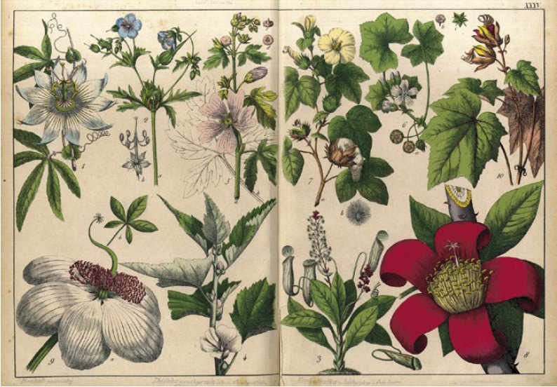 Ilustrace z publikace Rostlinopis v obrazích od Pavla Jehličky
