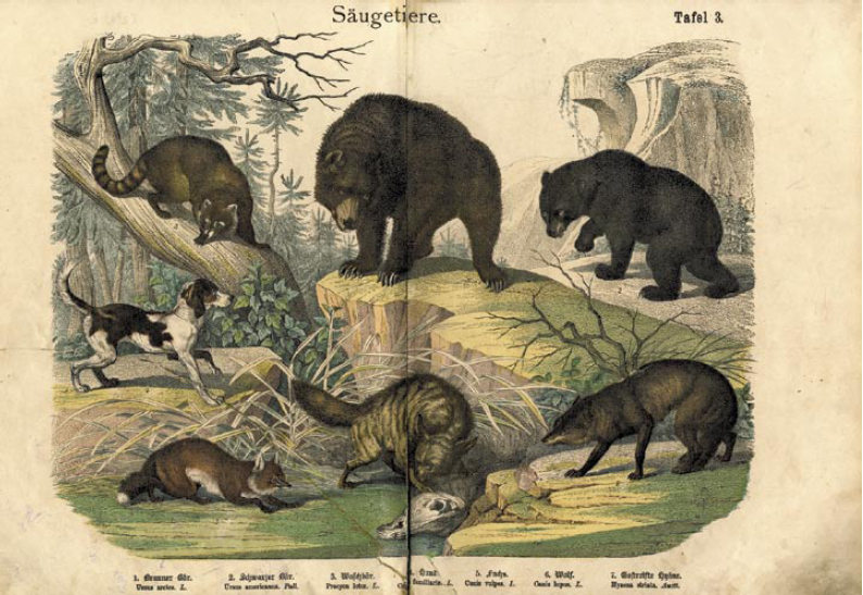 Ilustrace savců z publikace Naturgeschichte des Tierreichs