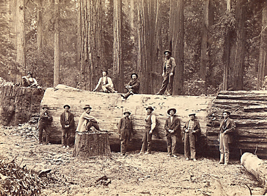 Obr. 11 Dřevorubci sekvojí v lesích bratří Korbelů v Kalifornii. Foto 80. léta 19. století